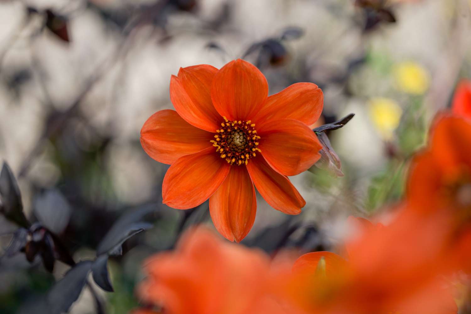 Dahlie 'Bishop of Oxford'